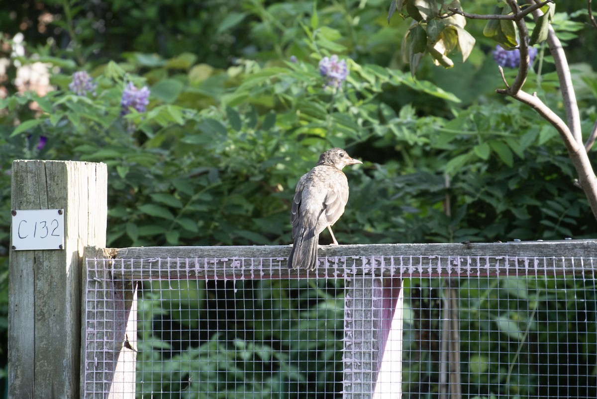 American Robin - ML363271241