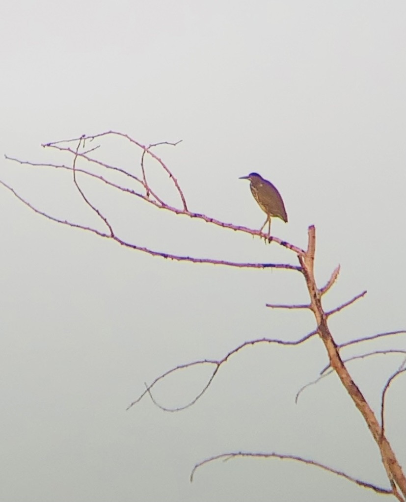 Green Heron - ML363271591