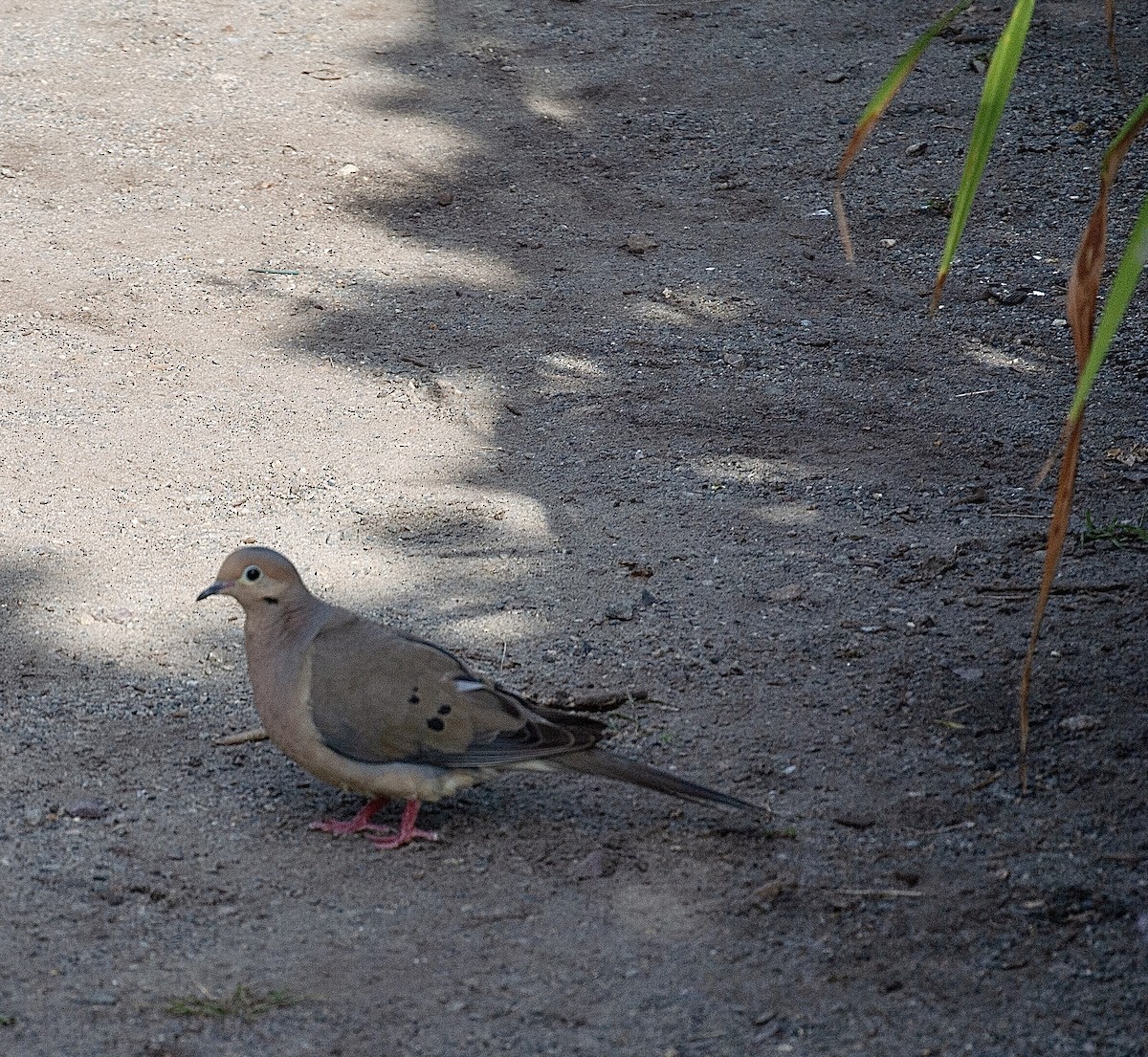 Mourning Dove - ML363272361