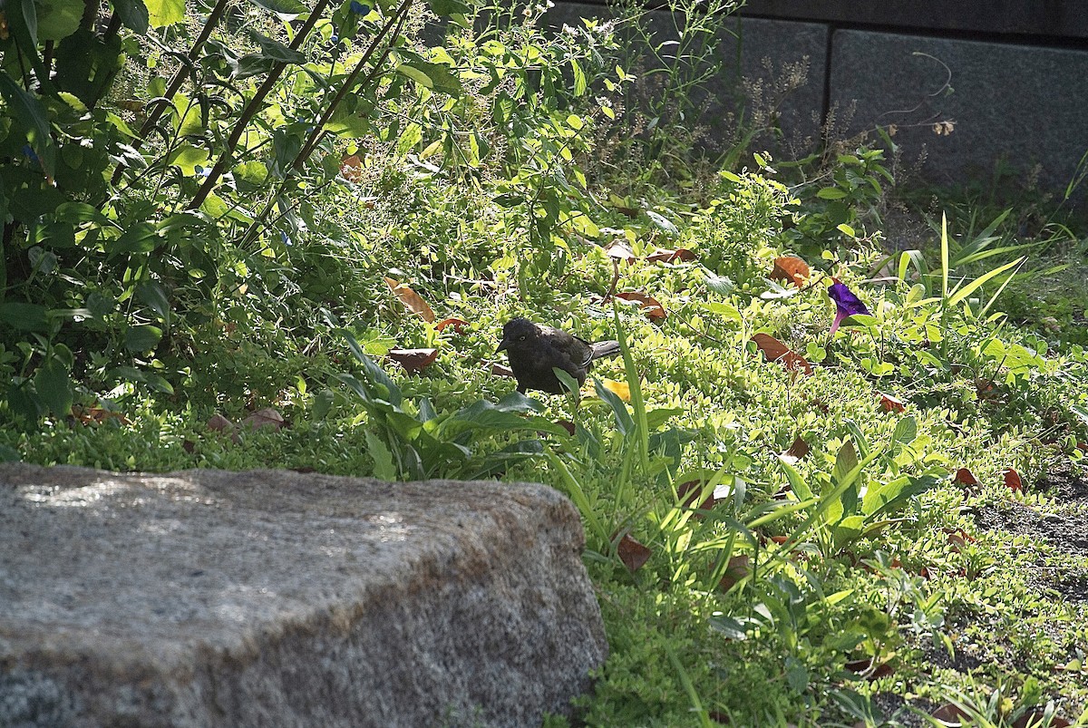 Common Grackle - ML363272441