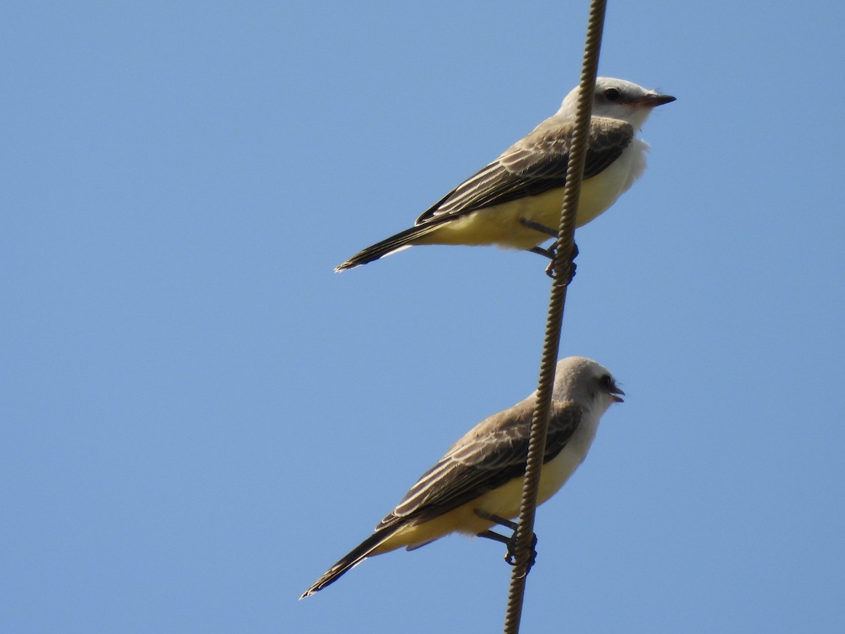 Scissor-tailed Flycatcher - ML363272791