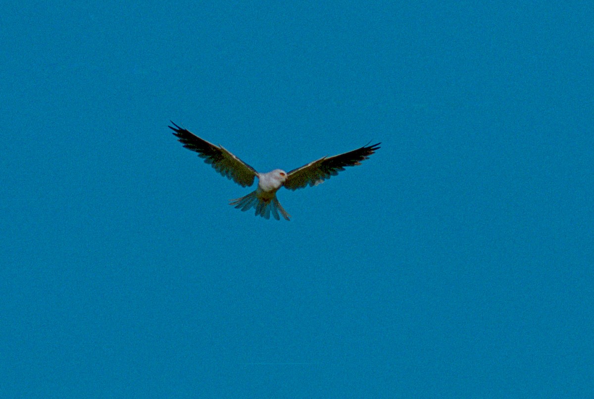 White-tailed Kite - ML363273701