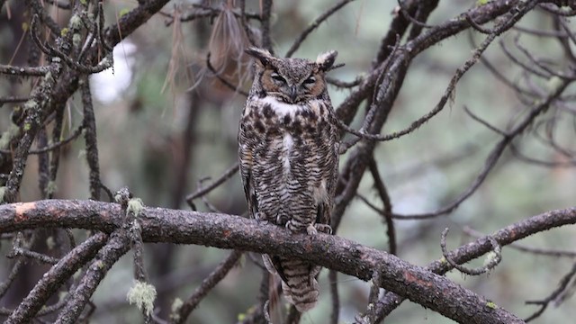 Great Horned Owl - ML363275481