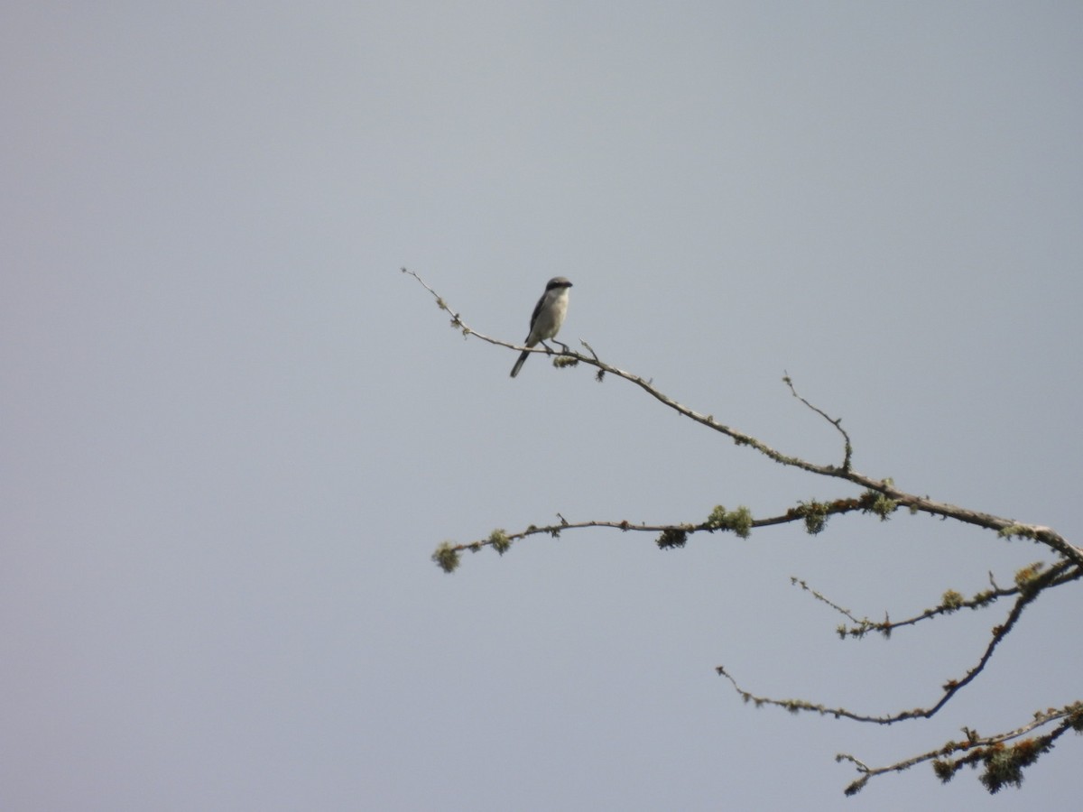 Loggerhead Shrike - ML363275741