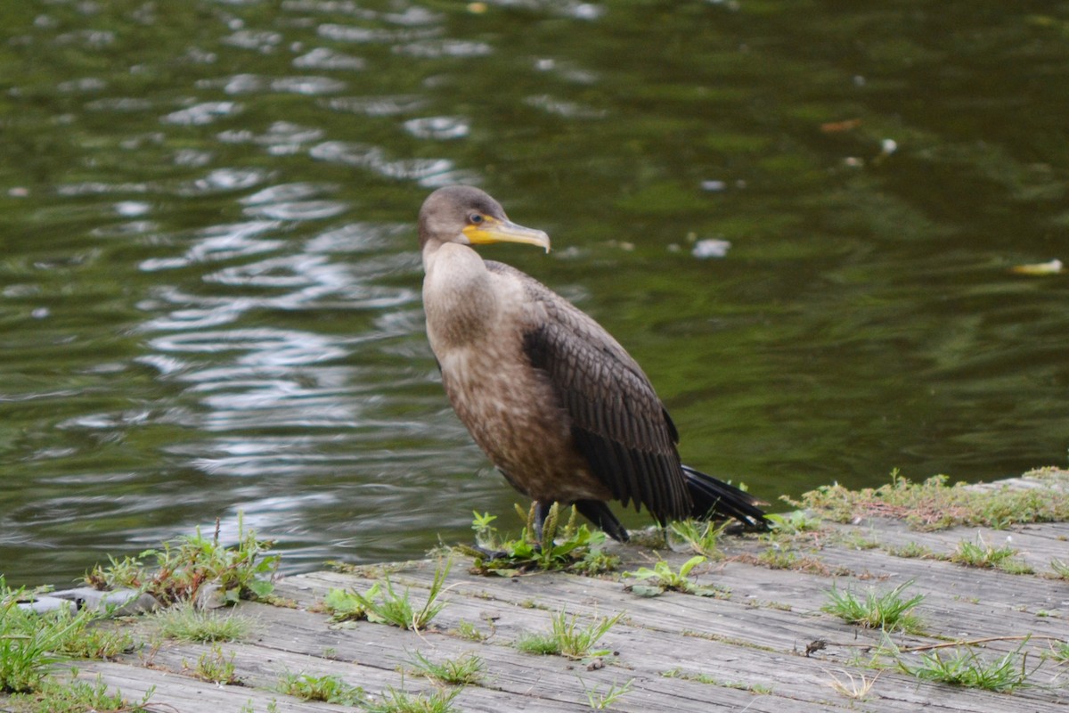 Double-crested Cormorant - Elizabeth McClain