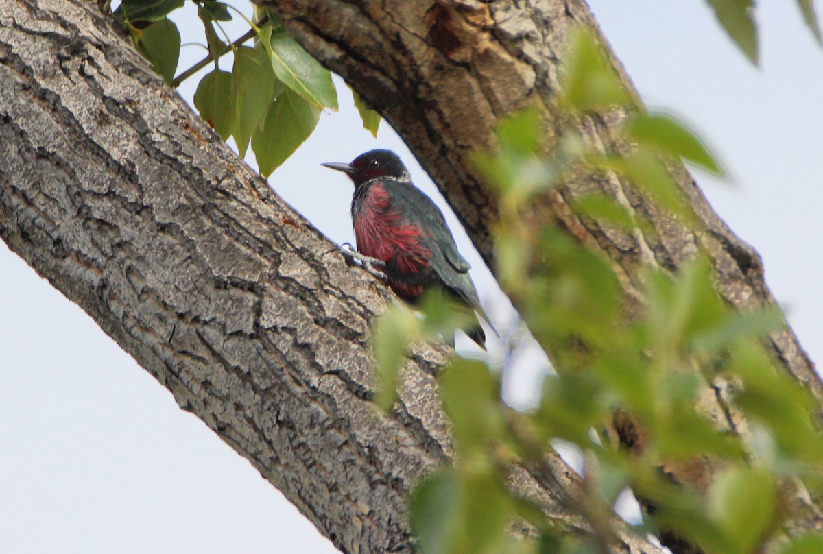 Lewis's Woodpecker - Aaron Veale