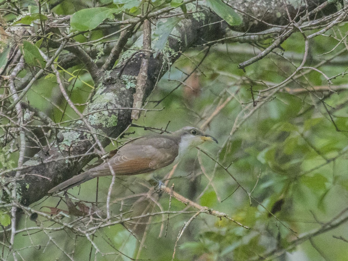 Yellow-billed Cuckoo - ML363276471