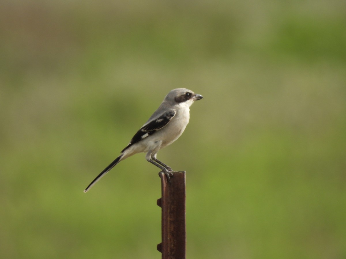 Loggerhead Shrike - ML363276801
