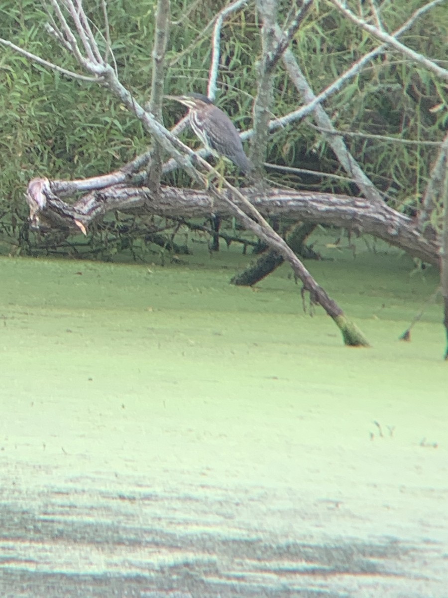 Green Heron - ML363276991