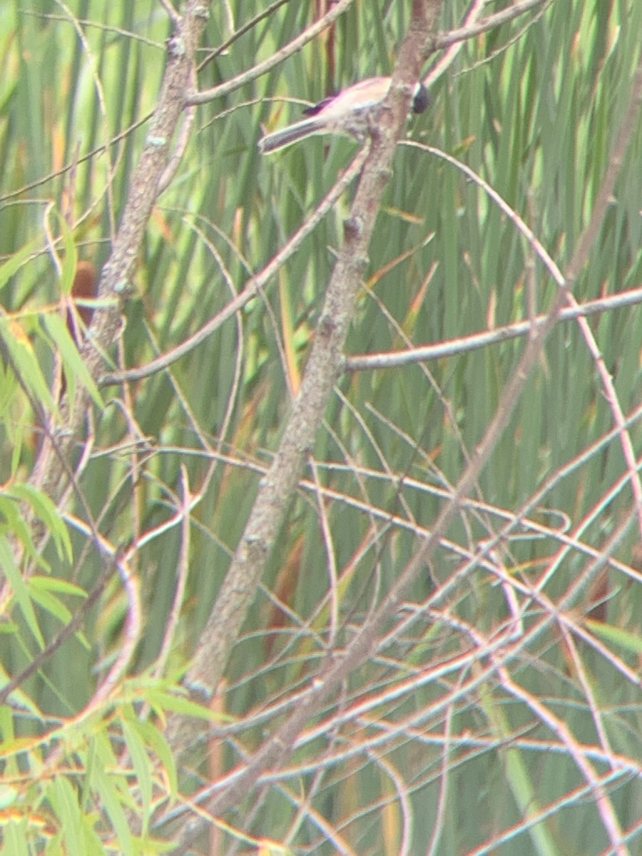 Black-capped Chickadee - ML363277601