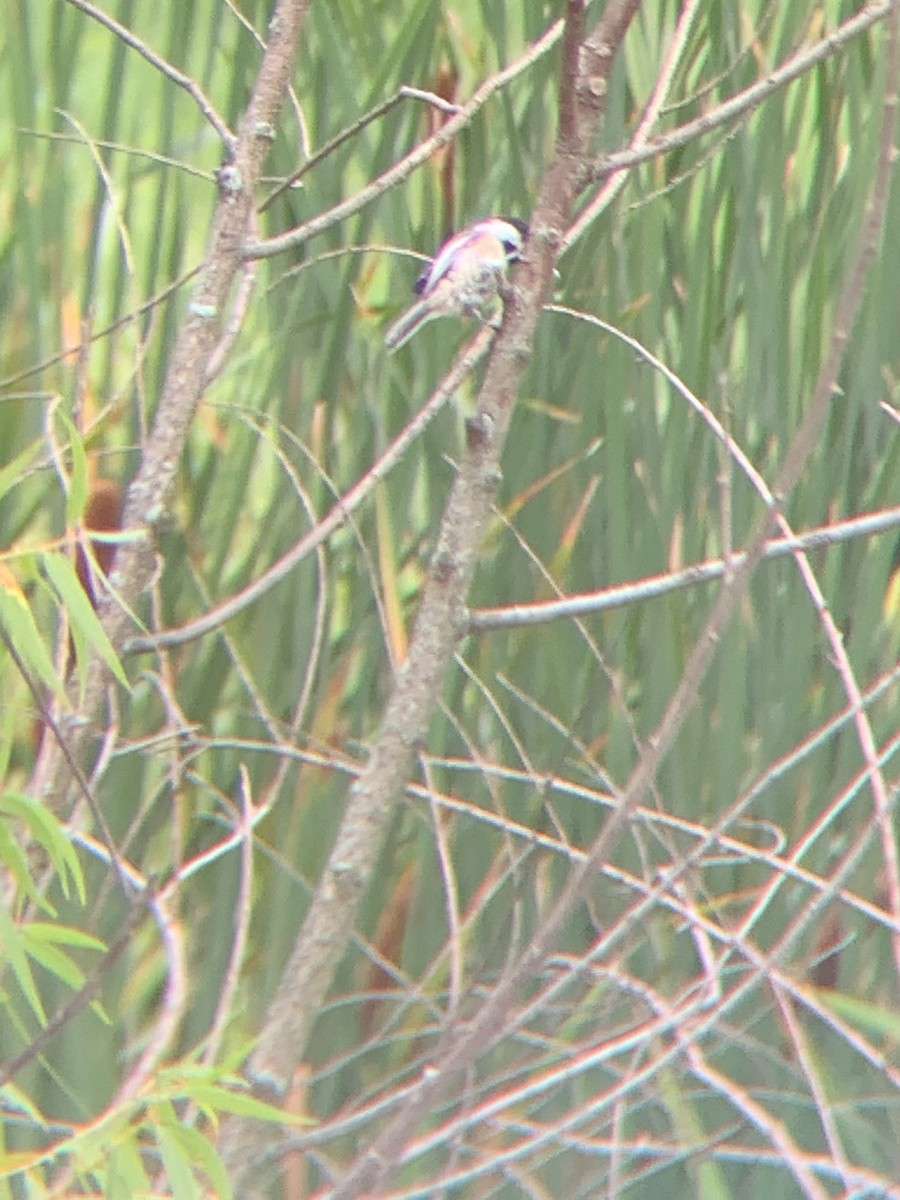 Black-capped Chickadee - Mason Drozd