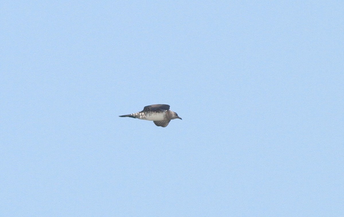 Long-tailed Jaeger - Jeremiah Trimble