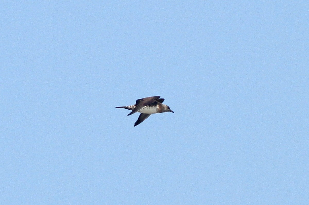 Long-tailed Jaeger - ML36327871