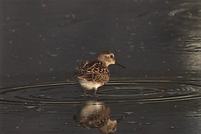 Least Sandpiper - Zekiel Cornell