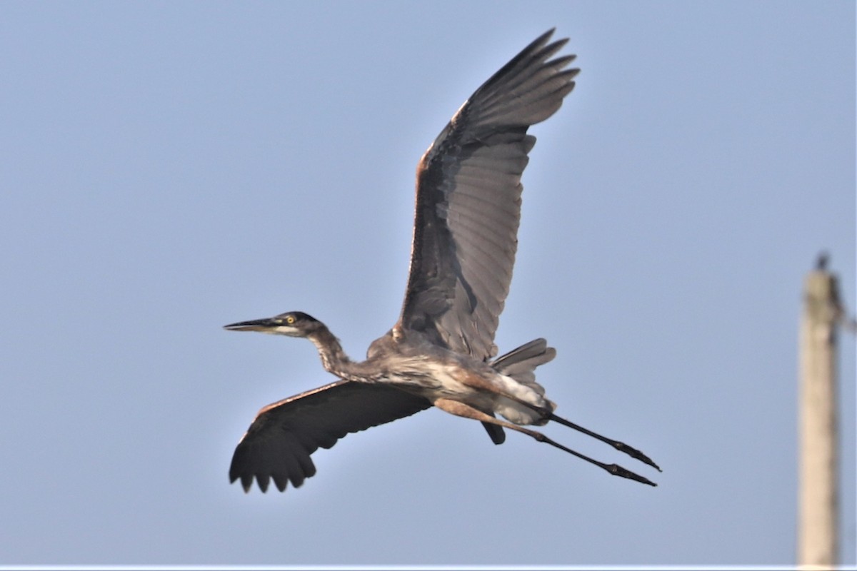 Great Blue Heron - ML363279821