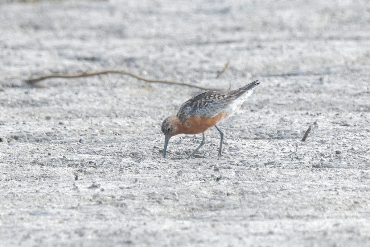 Curlew Sandpiper - ML363280291
