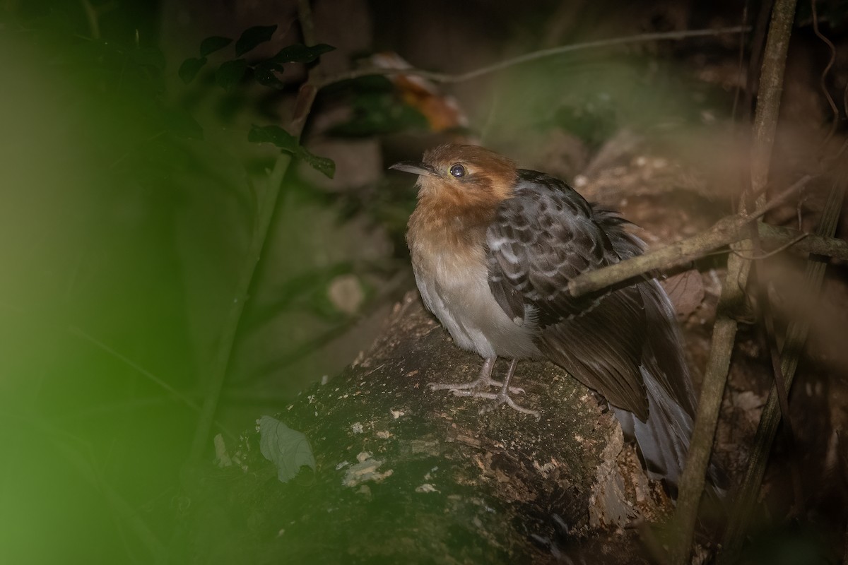 Pavonine Cuckoo - ML363280981