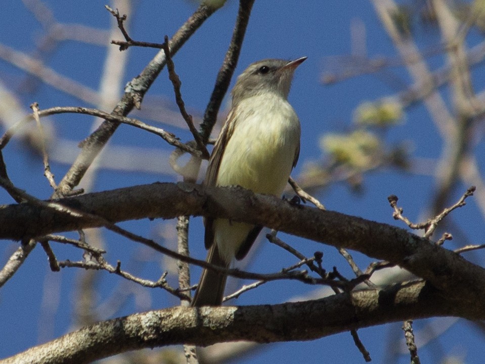 Southern Mouse-colored Tyrannulet - ML363282251