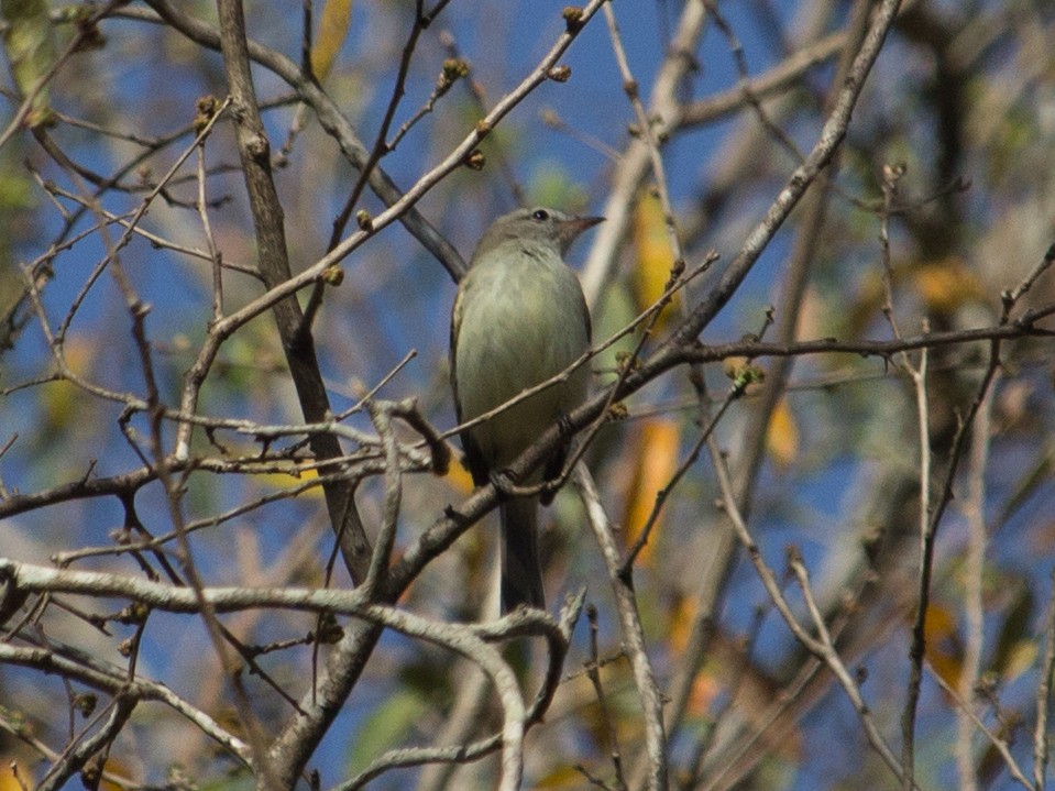 Southern Mouse-colored Tyrannulet - ML363282261