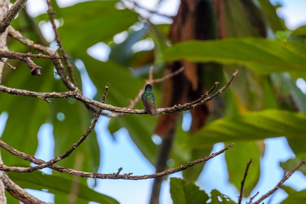 Golden-tailed Sapphire - ML363285971