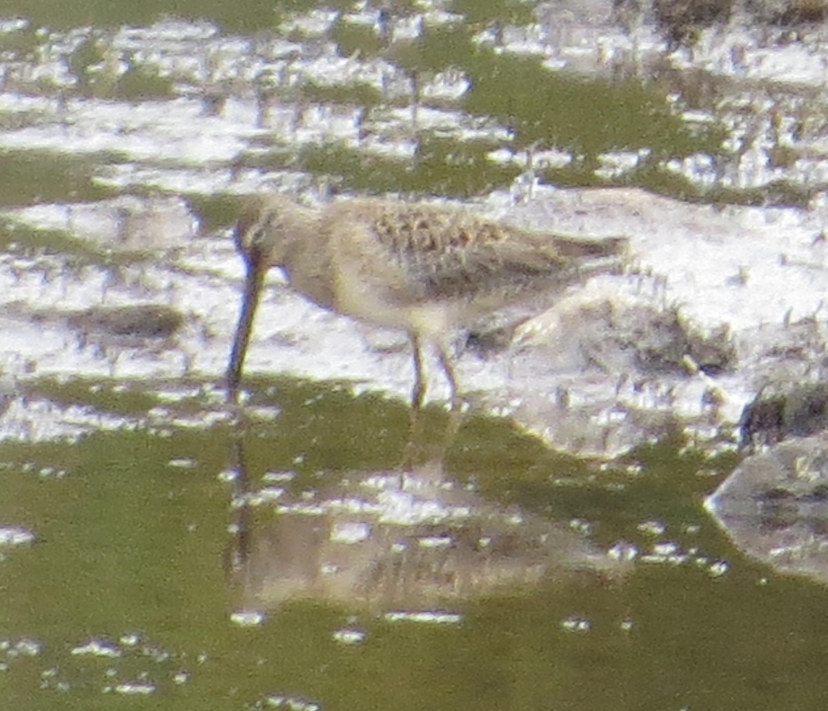 Long-billed Dowitcher - ML36328711