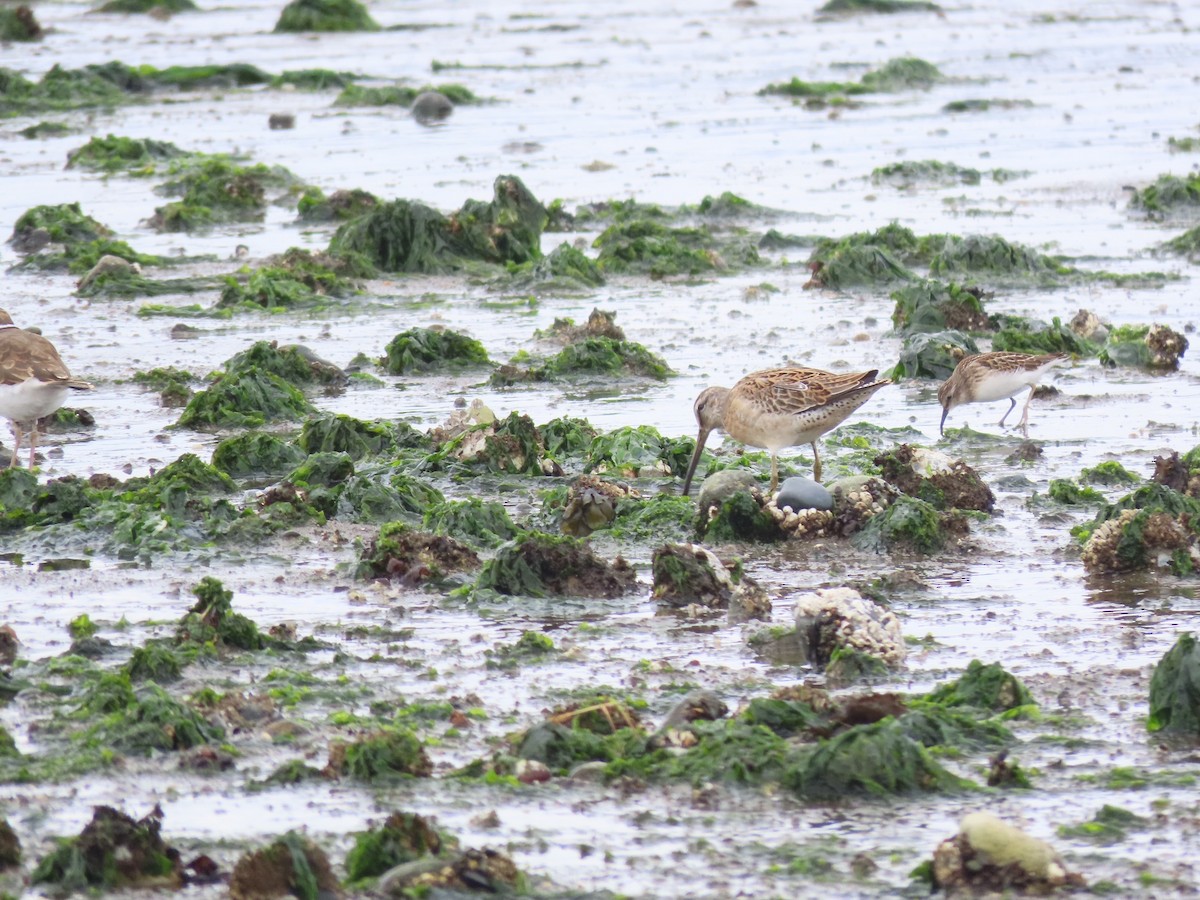 Short-billed Dowitcher - Art Wang