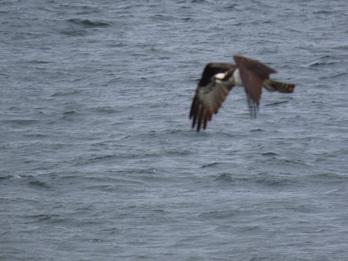 Balbuzard pêcheur - ML363287181