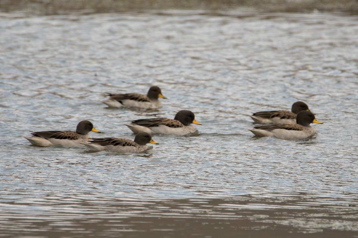 Yellow-billed Teal - ML363287191