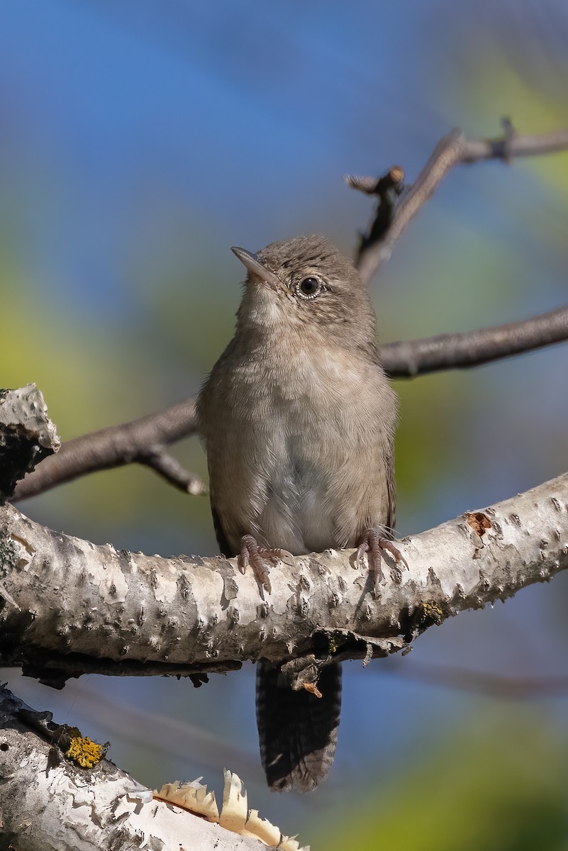 Northern House Wren - ML363287581