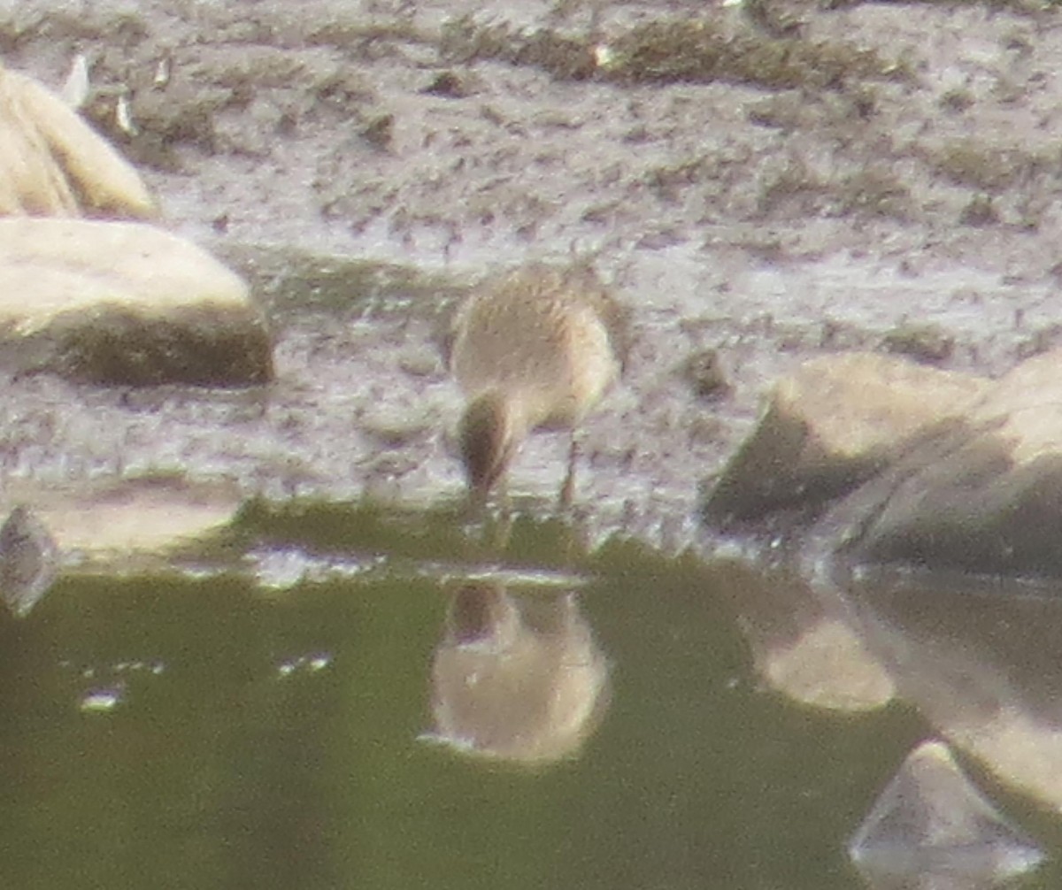 Long-billed Dowitcher - ML36328791