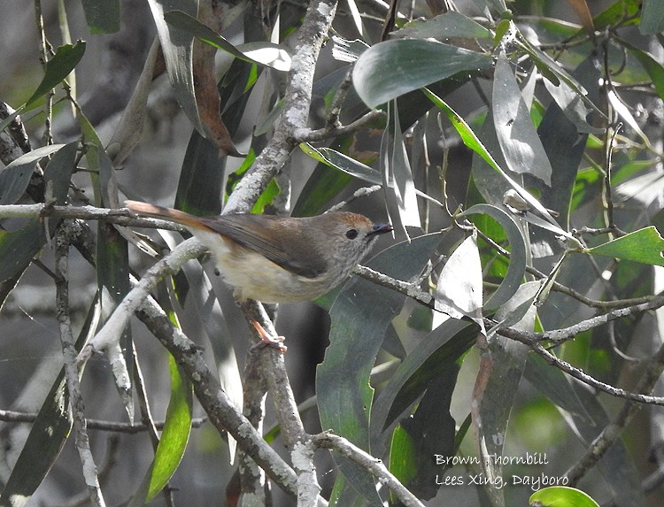 Brown Thornbill - ML363288711