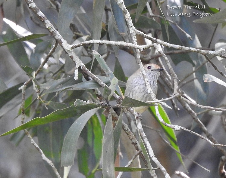 Brown Thornbill - ML363288831