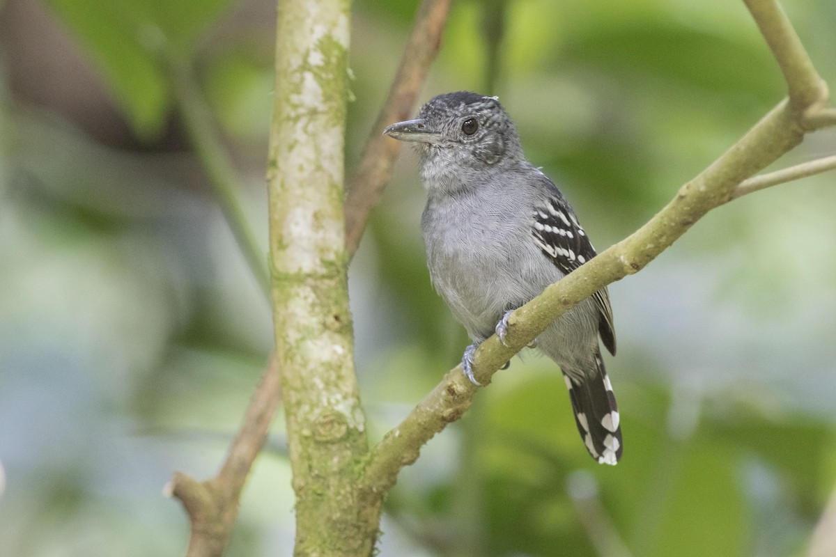 Black-crowned Antshrike - Guillermo  Saborío Vega