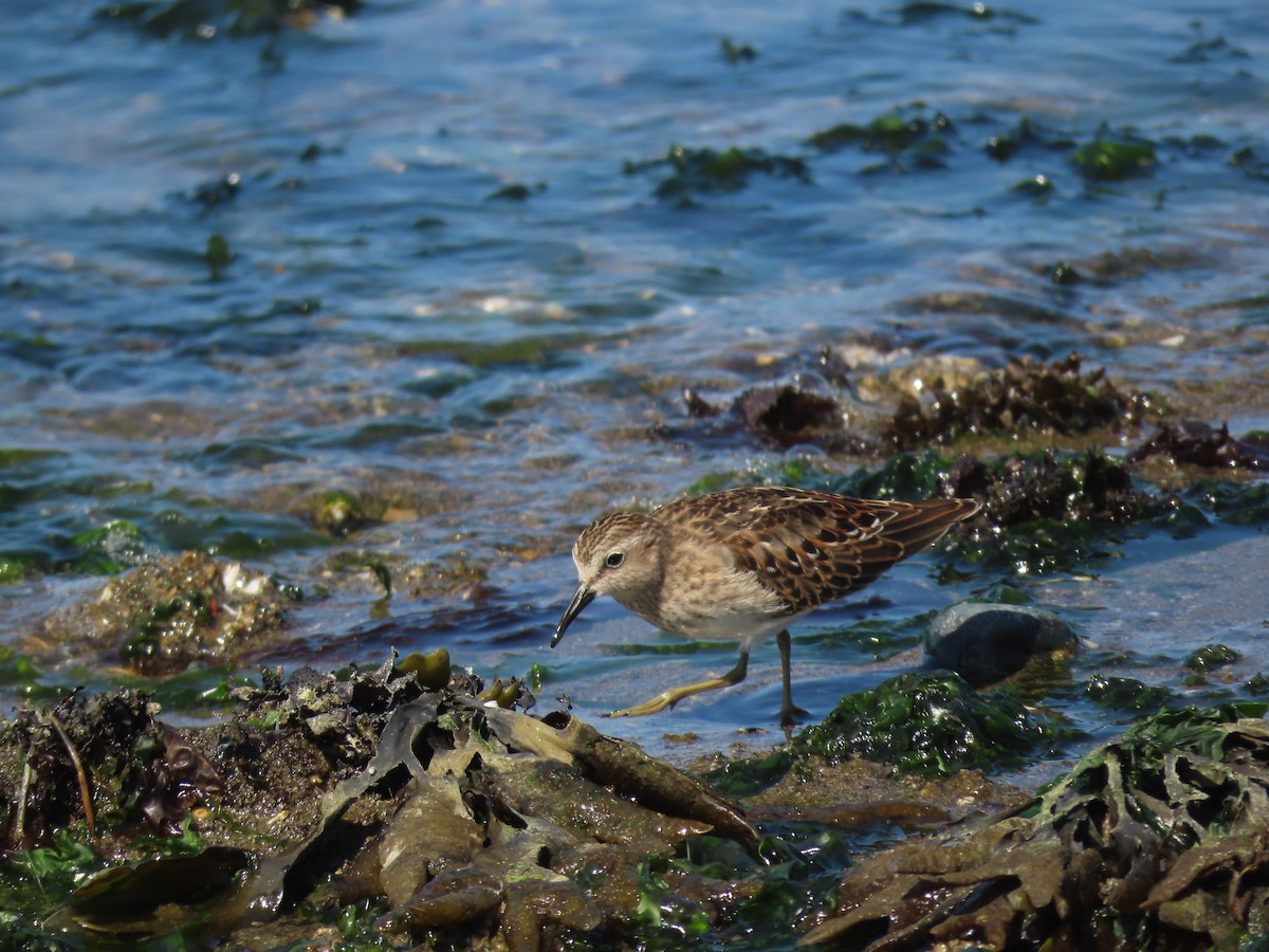 Least Sandpiper - ML363291571