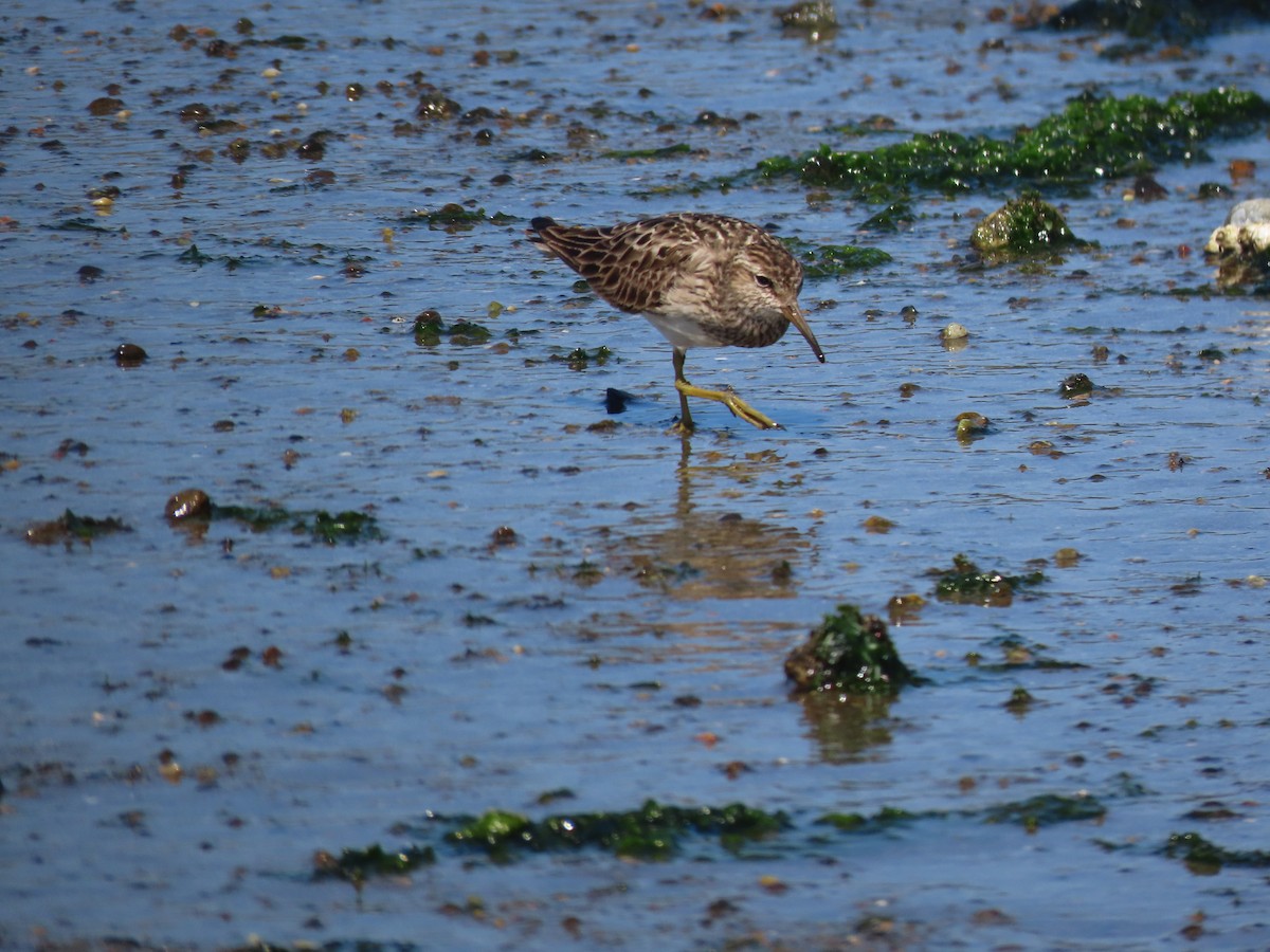 Pectoral Sandpiper - ML363293751