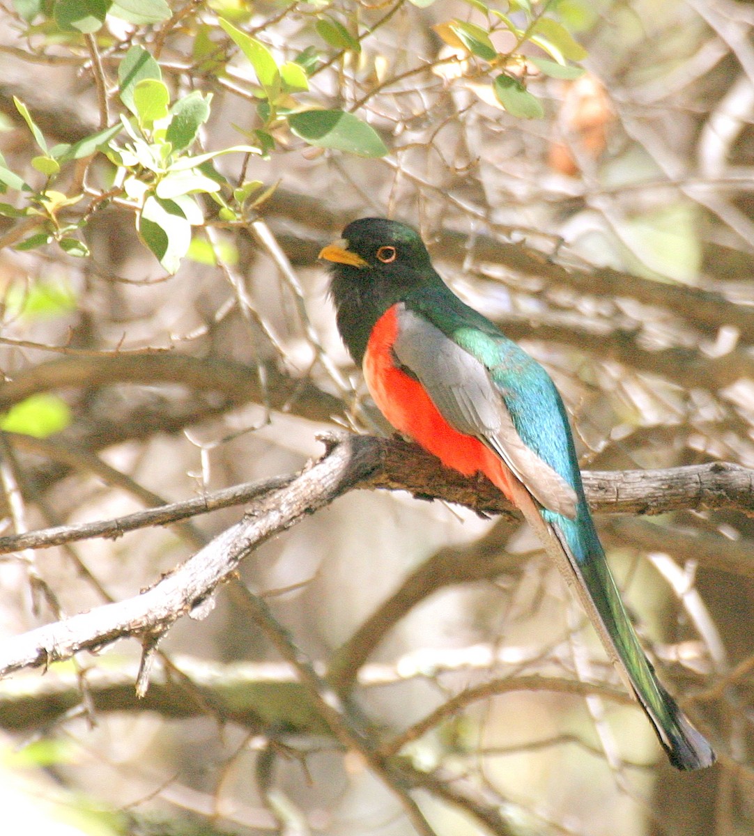 Elegant Trogon - ML363295031