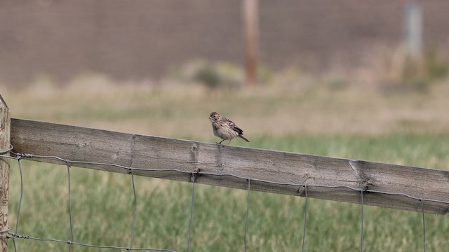 Vesper Sparrow - ML363295451