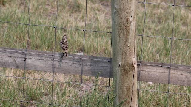 Vesper Sparrow - ML363296141