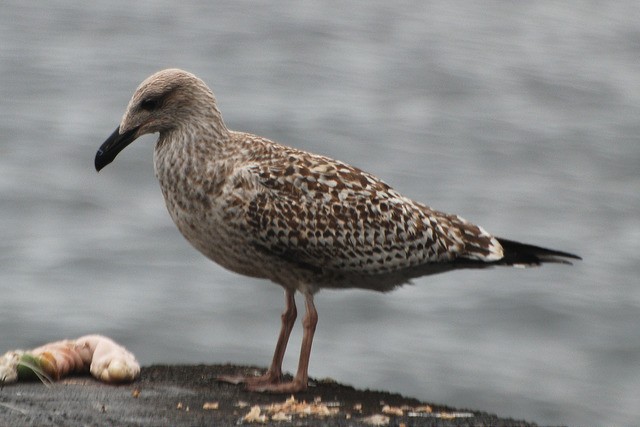 Great Black-backed Gull - ML36330021