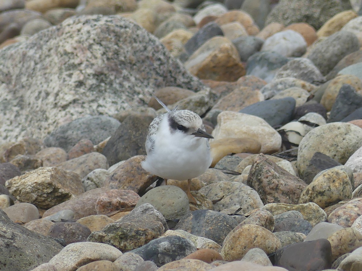 Least Tern - ML363303761