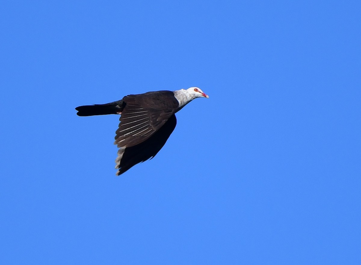 White-headed Pigeon - ML363304261