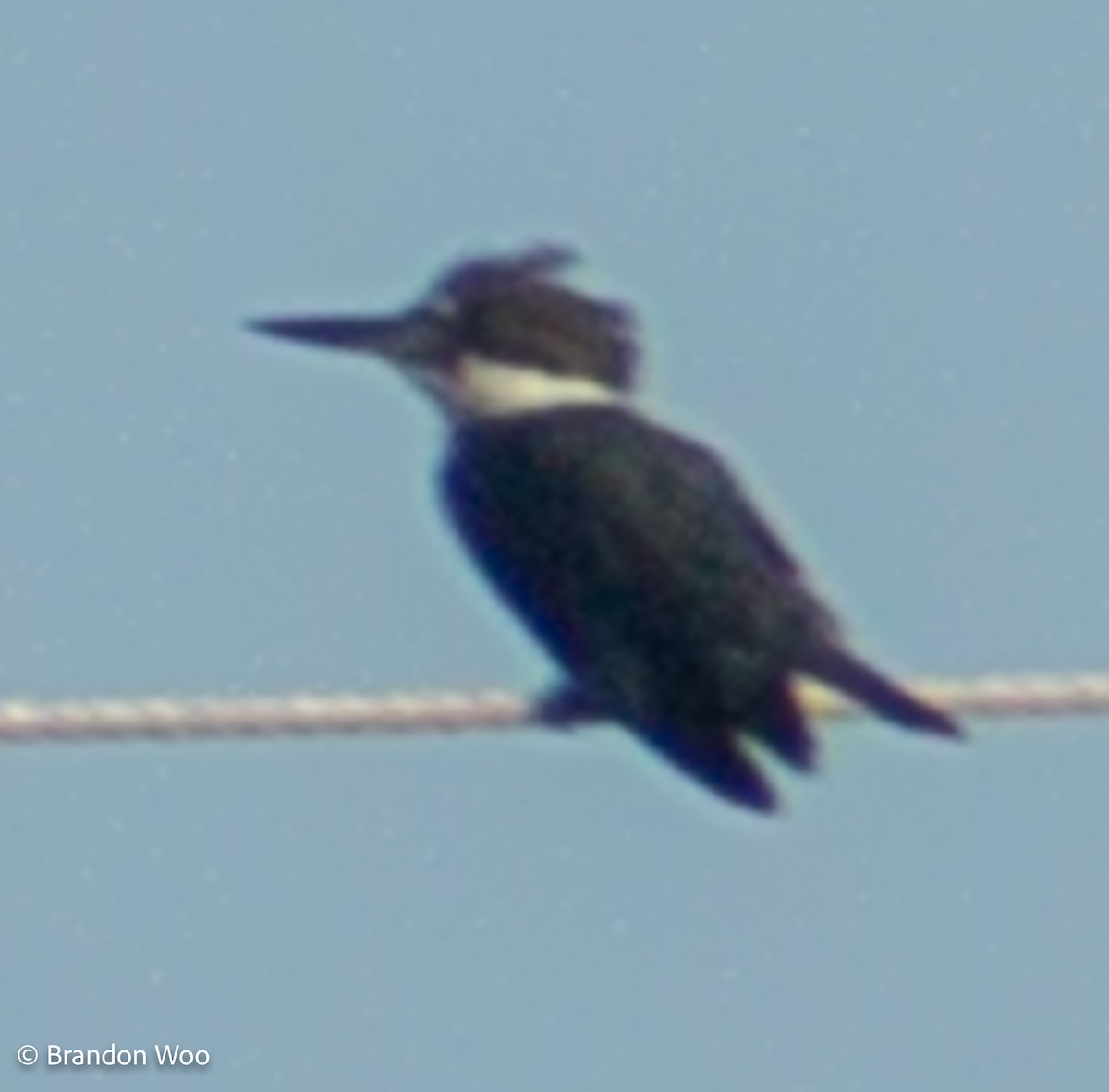 Belted Kingfisher - Brandon Woo