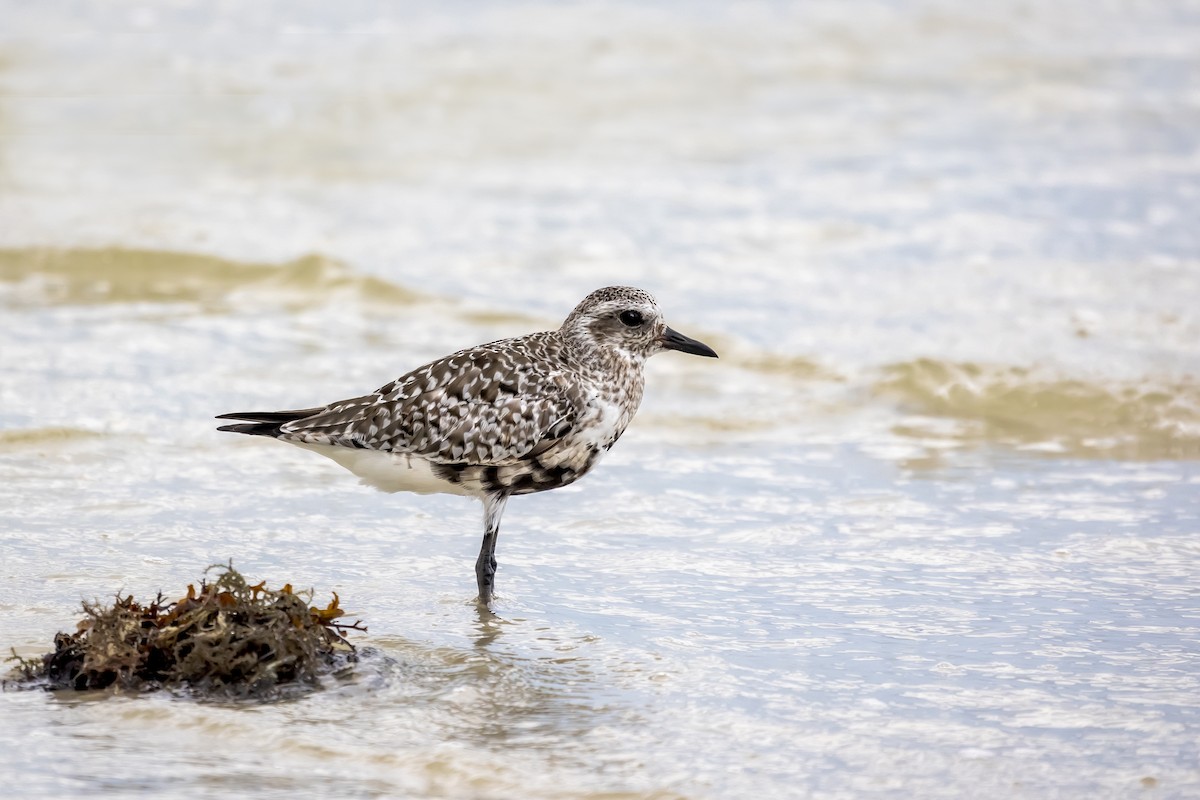 Black-bellied Plover - ML363306581