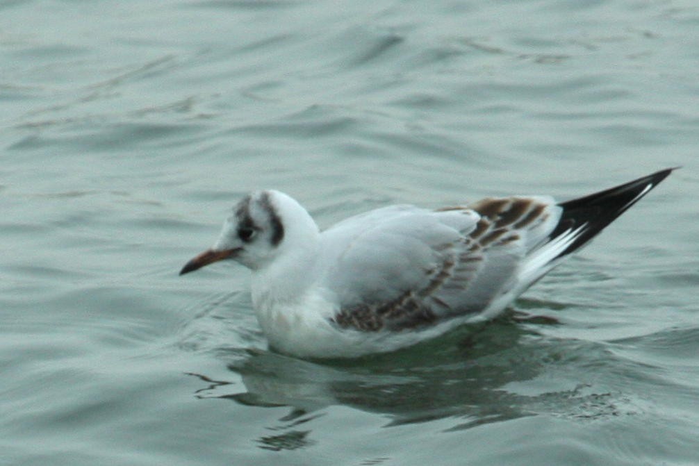 Black-headed Gull - ML363306751