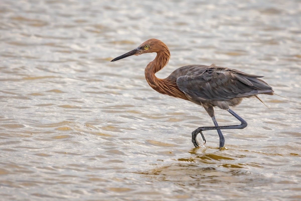 Reddish Egret - ML363306911