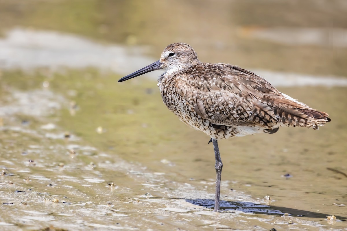 Willet - ML363307101