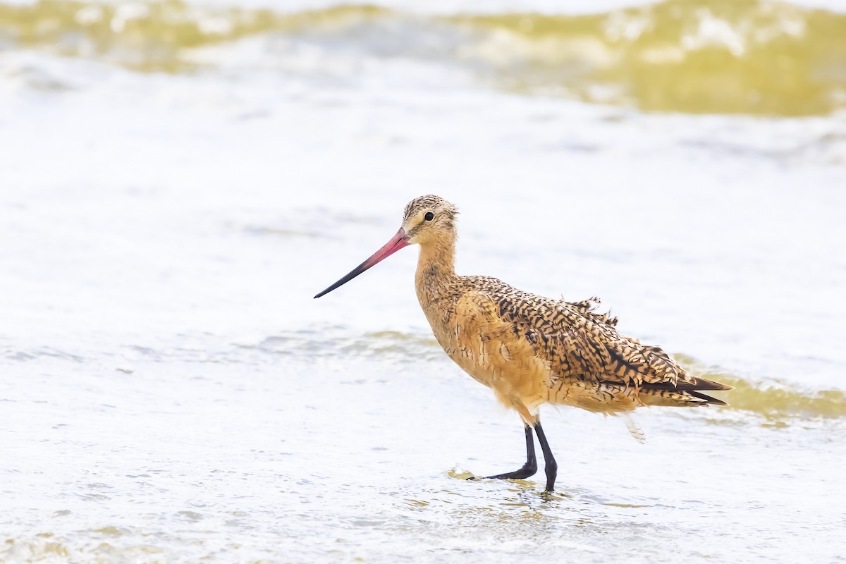 Marbled Godwit - Cindy Cone