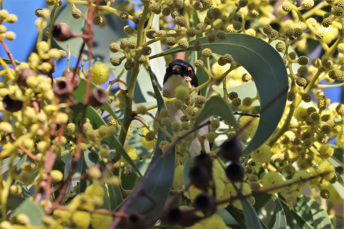 White-naped Honeyeater - Darcy Whittaker