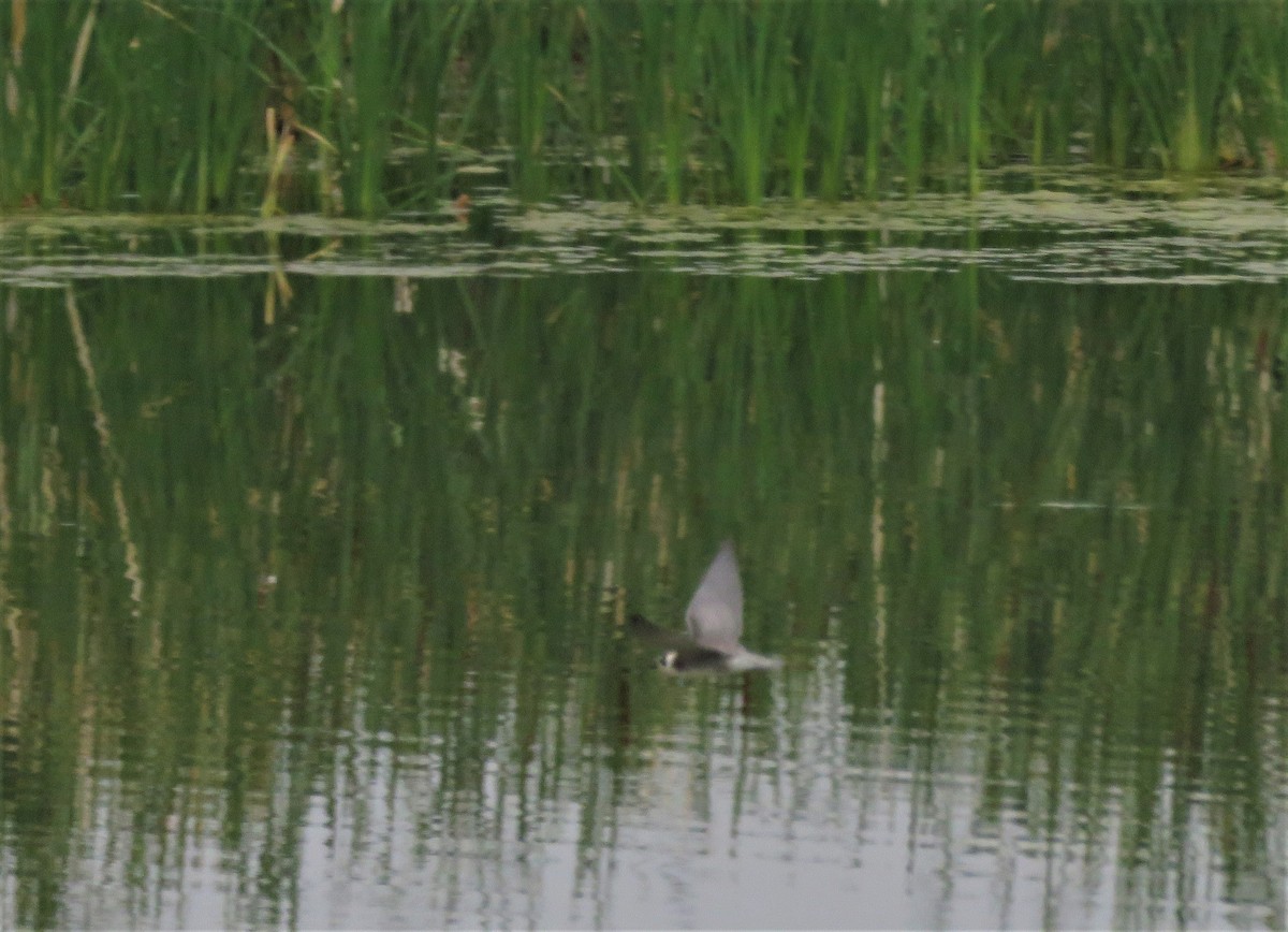 Black Tern - Kathy Eklund