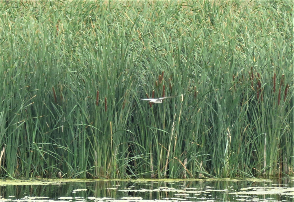 Black Tern - ML363308341